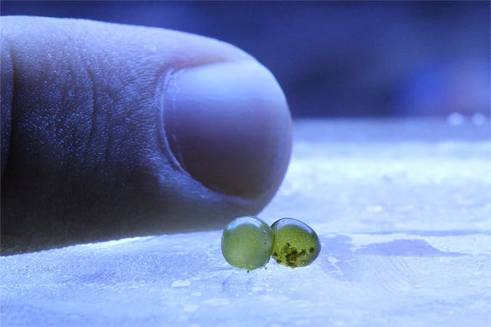 Bubble algae, or Valonia ventricosa, a giant single-celled organism