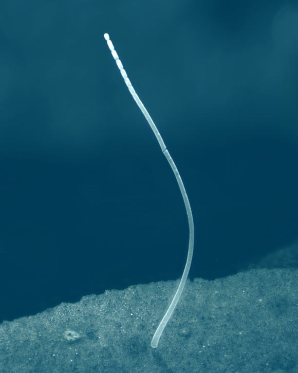 Thiomargarita magnifica, a giant bacterium visible to the naked eye